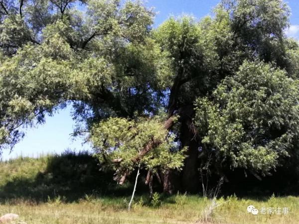 永不消失的大坡 永不消失的大坡