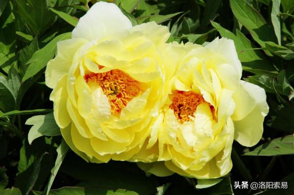 “王八蛋”是“忘八德”的訛傳