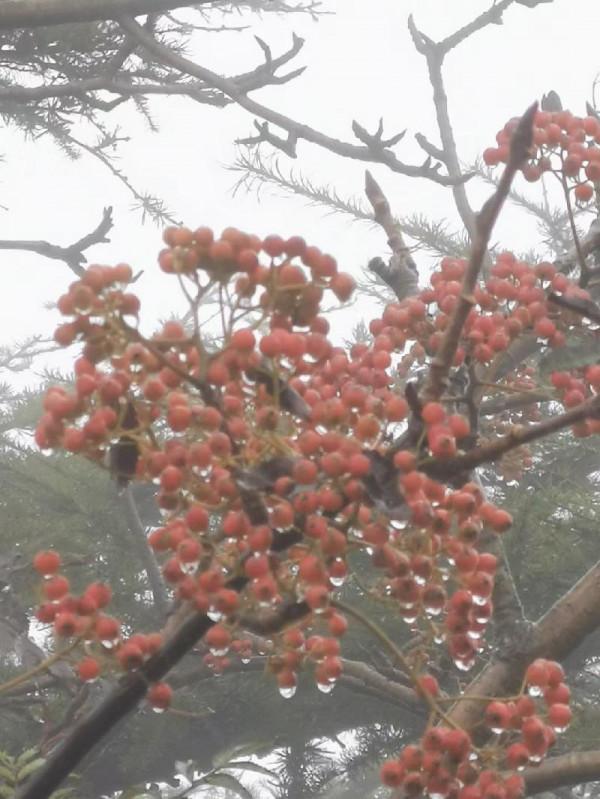 詩人有約：胡紅拴《雨中泰山》