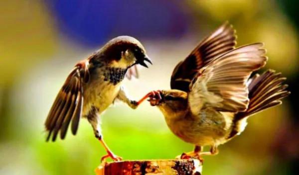 60多張雙比翼鳥圖欣賞