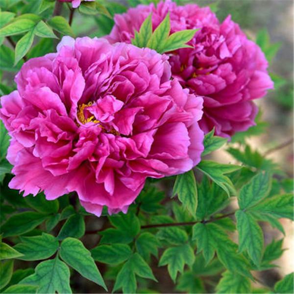 “家中養三花，旺人又旺家”，老祖先留下的經驗，真的有道理