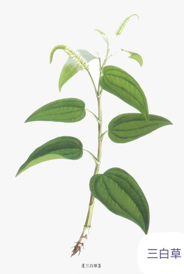 中藥古今研究：三白草