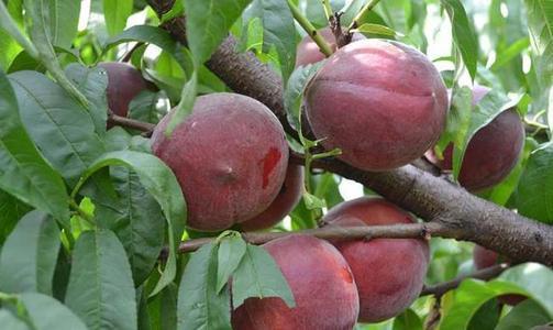 我國優質果樹崛起，產量客觀，有一定的市場前景，你清楚嗎