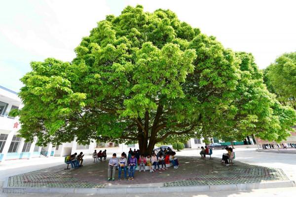 中原地區庭院適合種植什麼樣的花木?而且寓意好 中原地區庭院適合種植什麼樣的花木?而且寓意好