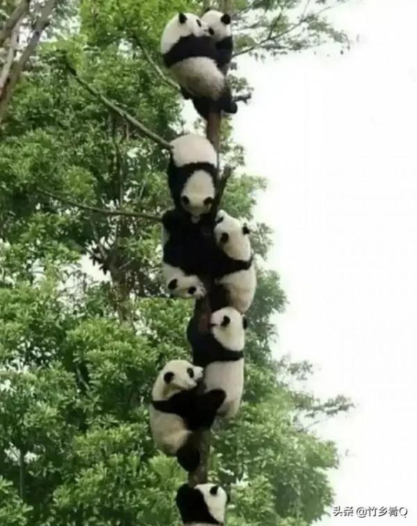 可愛又呆萌的國寶熊貓誰不喜歡