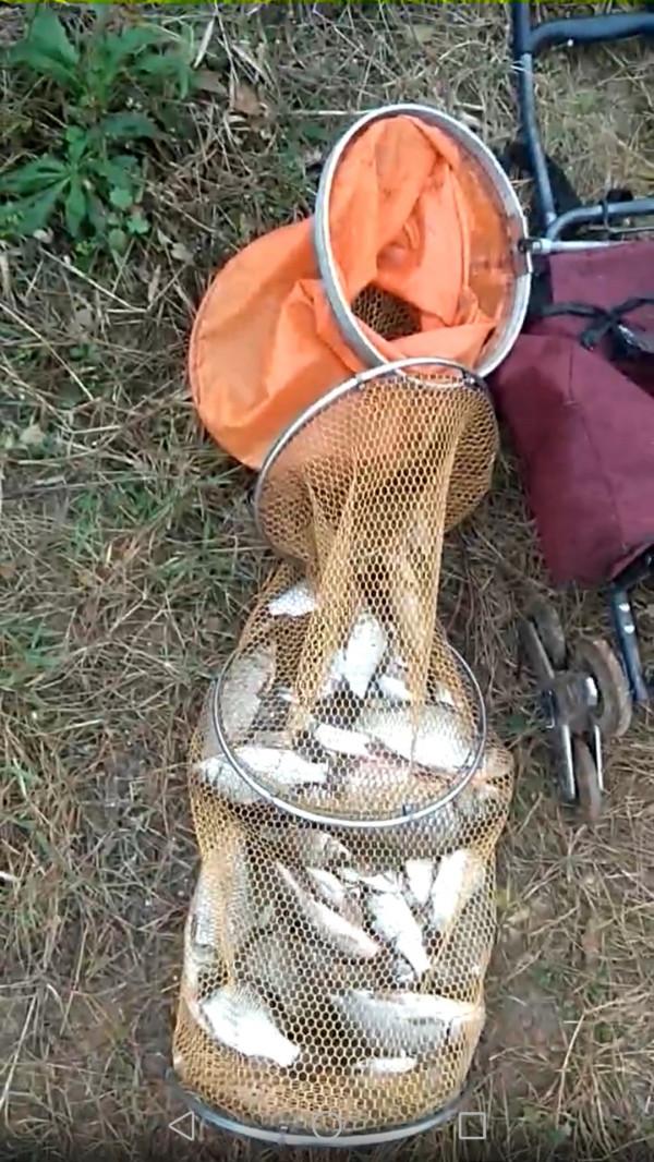 大師釣鯽魚果然有招，一起來學習一下吧