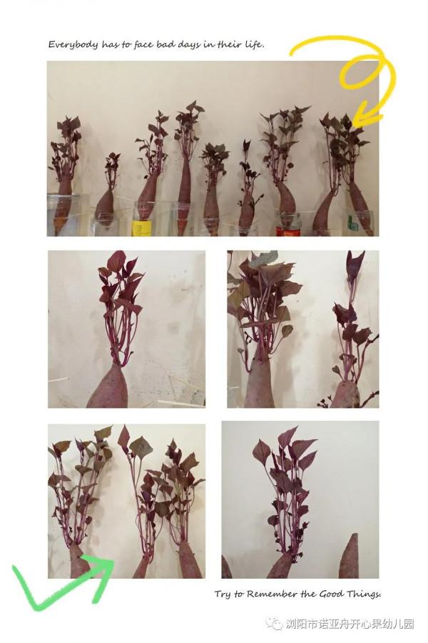 諾亞舟開心果幼兒園讓多元化課程——點亮快樂童年