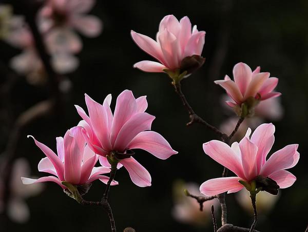 “十月懷胎”的應春樹——旱蓮的植物非試管高效快繁