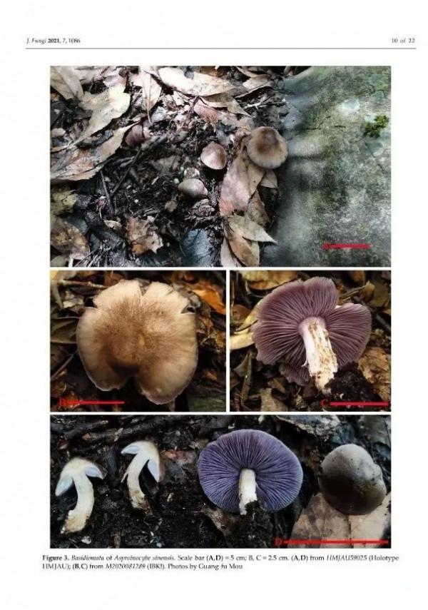 吉林農業大學圖力古爾教授團隊發表真菌新科