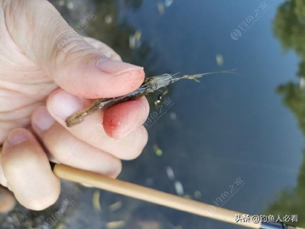 那個釣蝦仔又來了，順便開光新做的小物竿