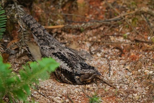 “林間隱者”普通夜鷹,你能認出它嗎? “林間隱者”普通夜鷹,你能認出它嗎?