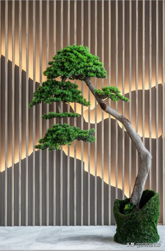 怎麼選購庭院造型樹？選購造型樹的基本常識