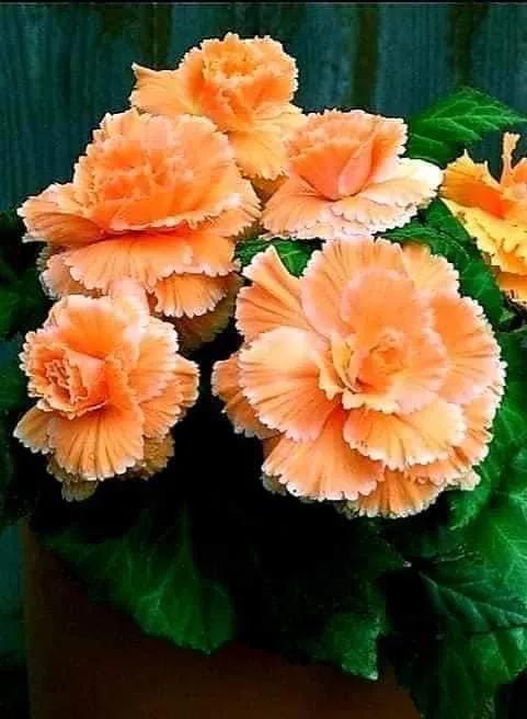 奇妙的大自然，奇妙的花