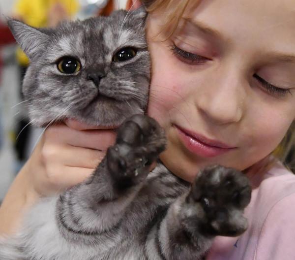 走進可愛值爆表的貓展現場