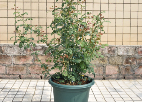 種植月季瑞典女王,掌握住這3個技巧,年年花開爆盆,美不勝收 種植月季瑞典女王,掌握住這3個技巧,年年花開爆盆,美不勝收