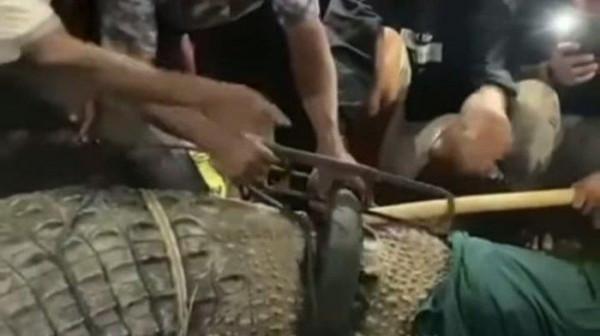 6年後,鱷魚終於擺脫了脖子上的輪胎圈 6年後,鱷魚終於擺脫了脖子上的輪胎圈