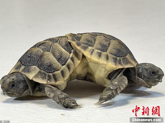土耳其大學實驗室展示雙胞胎連體暹羅龜