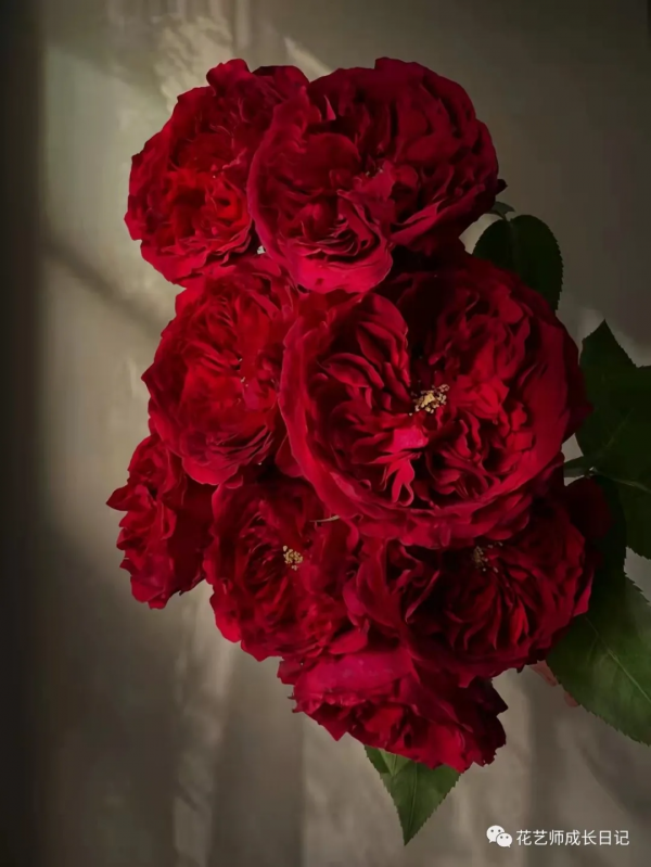100朵玫瑰vol.34 | 大衛奧斯汀苔絲玫瑰，紅色系貴族色彩