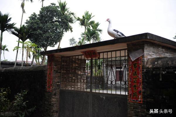 被拐賣的桂花 被拐賣的桂花