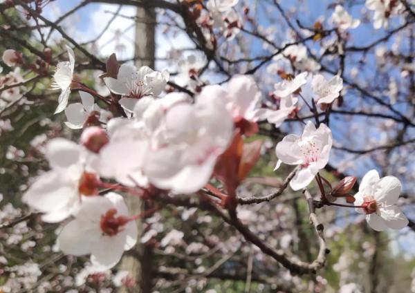 風和日麗，花花世界最是動人（原創）