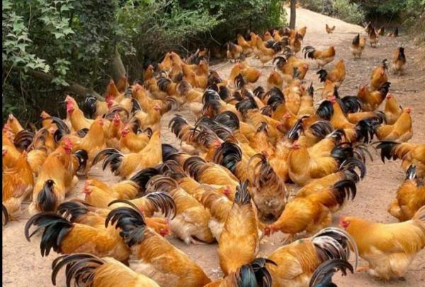 農村老鐵深山養土雞，年賺千萬逆襲成土豪，他是怎樣成功緻富的呢