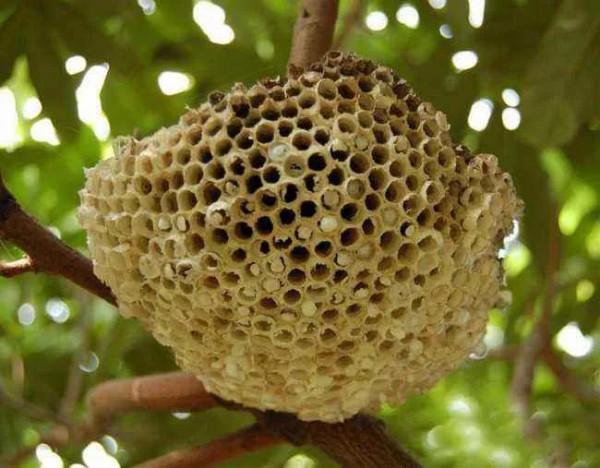 中藥（攻毒殺蟲止癢藥）本章節藥物劇毒，慎用