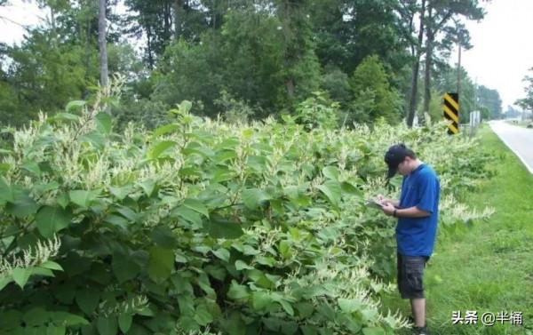 入侵英國導致房價暴跌的日本虎杖,為何我國敢大力種植? 入侵英國導致房價暴跌的日本虎杖,為何我國敢大力種植?