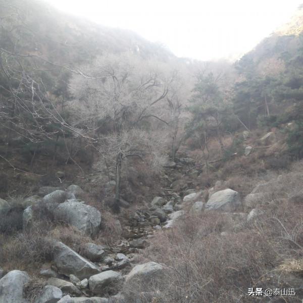 冬至驢行泰山之黃石崖，老平臺，映霞峰，桃花峪東西穿越