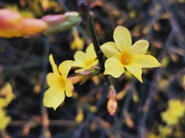 小小野花也漂亮