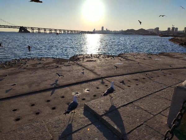 星海灣的三股“勢力”