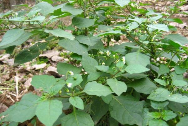 小時候常吃的9種“野果子”，現在還不認識？科普一下，滿是回憶