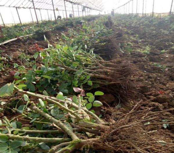 5種花“漂亮花”,十月大降價,便宜也別買,白白浪費錢 5種花“漂亮花”,十月大降價,便宜也別買,白白浪費錢