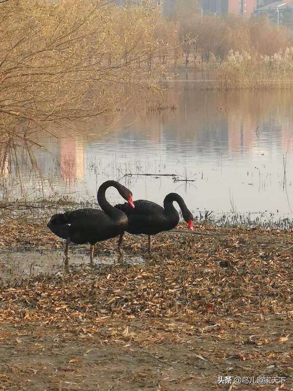 冬日天壇湖引來珍貴黑天鵝 冬日天壇湖引來珍貴黑天鵝