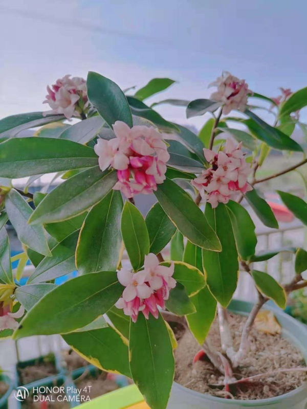 “小爪子”埋土裡，做好這2點，開出富貴“小牡丹”