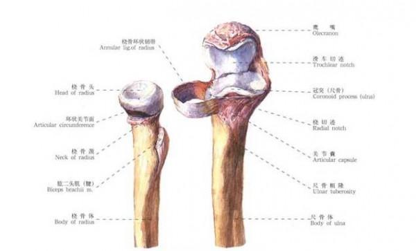 你這一胳膊肘下去,對方的頭骨都可能會被幹裂?硬核分析不容錯過 你這一胳膊肘下去,對方的頭骨都可能會被幹裂?硬核分析不容錯過