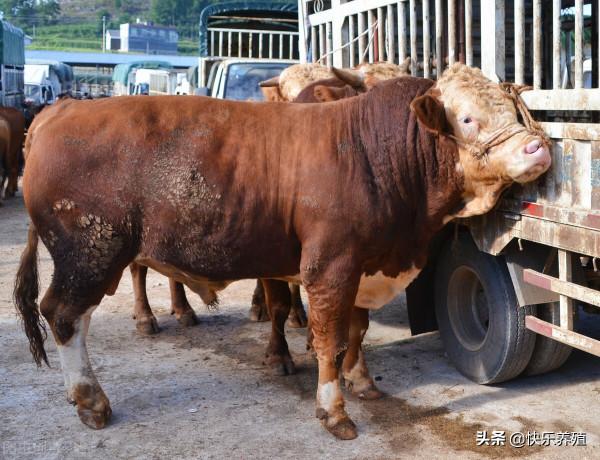 牛販子收牛4個“歪招”，讓一頭牛最少輕30斤，少賣500元