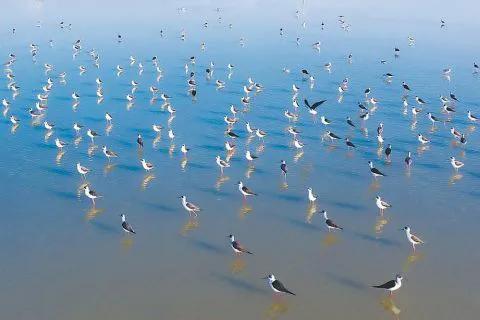 安徽的冬日“南飛候鳥”