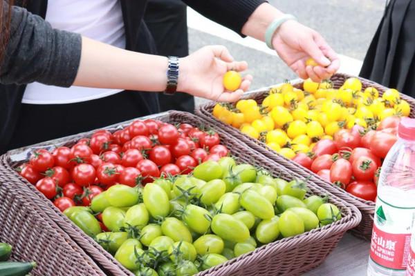 繽紛花海，果蔬採摘，房車露營......中秋出遊就來羊昌！