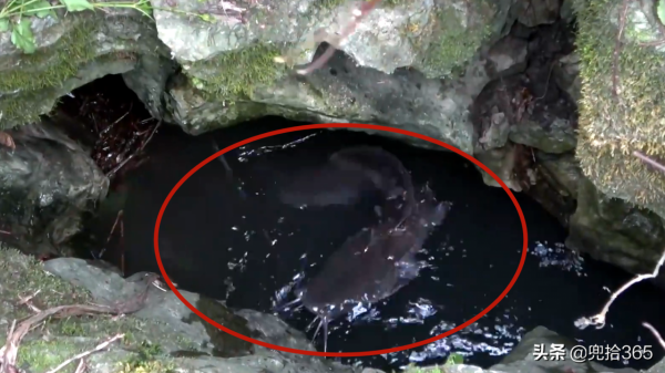 廣西夫妻倆雜草叢中野釣,小洞裡藏著米級大鯰魚,網友:專屬黑坑 廣西夫妻倆雜草叢中野釣,小洞裡藏著米級大鯰魚,網友:專屬黑坑