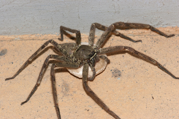 你家裡出現過這兩種昆蟲嗎？你覺得哪種更讓你毛骨悚然？