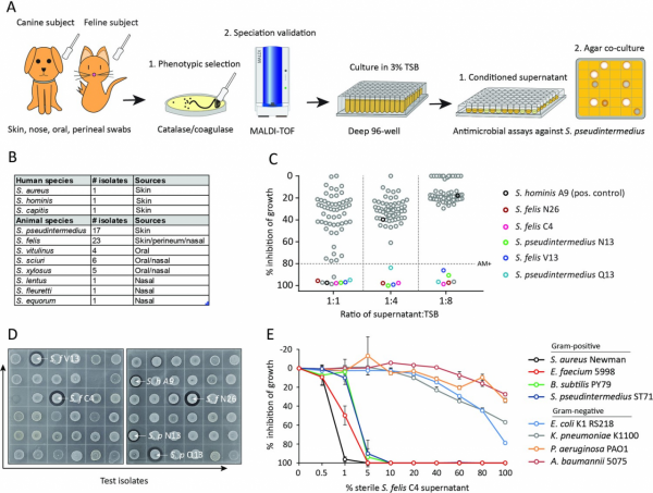 打敗超級細菌的“新武器”，居然來自喵星人？｜醫學前瞻