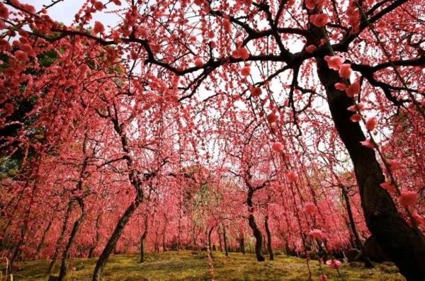 冬天的京都，去這些地方玩會更有趣