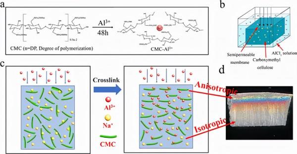 用於應變感測器的梯度擴散各向異性羧甲基纖維素水凝膠
