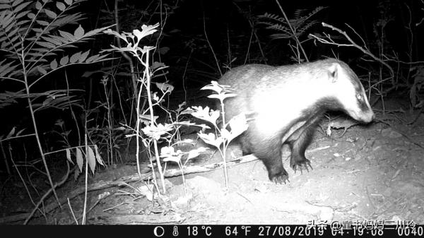 別人家的自然達人爸爸,光看照片都養眼啊 別人家的自然達人爸爸,光看照片都養眼啊