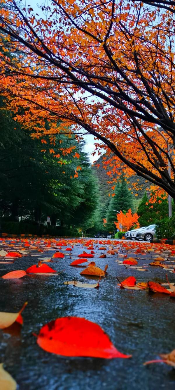 2021逐秋川西北，大愛身邊的秋紅