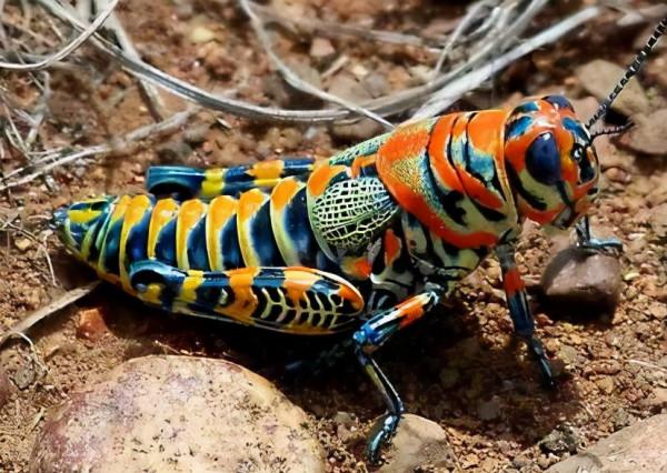 66張圖片帶你看看，那些有著驚豔“顏值”的動物