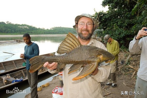 發現未命名的魚類新物種,靠吃木頭存活 發現未命名的魚類新物種,靠吃木頭存活
