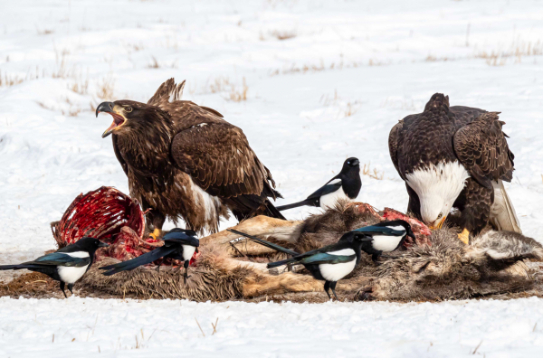毒從何來？為何全美近一半禿鷹均檢測出鉛中毒？
