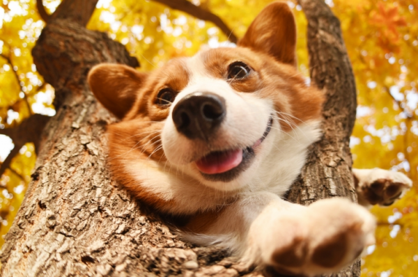 柯基犬到了新主人家，還會想念舊主人嗎？