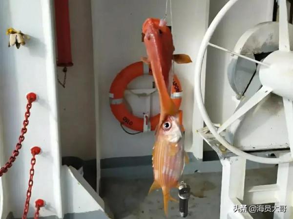 做海員多年，最快樂的就是到那些不吃海鮮的國家，釣各種奇怪的魚